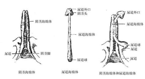 男人龜頭|人類陰莖